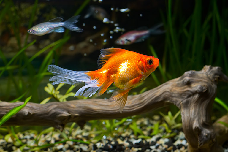 Goldfisch im Aquarium